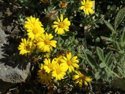 Heterotheca jonesii  Heterotheca jonesii