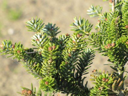 Jedle korejská 'Brevifolia'  Abies koreana 'Brevifolia'