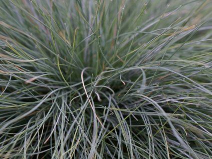 Kostřava sivá 'Blue Select' - Festuca glauca 'Blue Select'  Festuca glauca 'Blue Select'