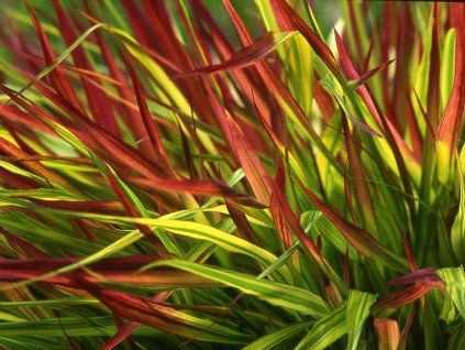 Rákosovka velká 'Mulled Wine' - Hakonechloa macra 'Mulled Wine'  Hakonechloa macra 'Mulled Wine'