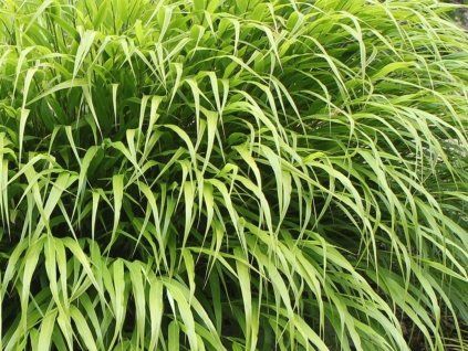 Rákosovka velká 'Nicolas' - Hakonechloa macra 'Nicolas'  Hakonechloa macra 'Nicolas'