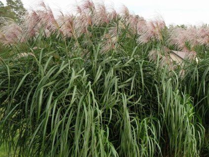 Ozdobnice obrovská 'Meidl' - Miscanthus floridulus 'Meidl'  Miscanthus floridulus 'Meidl'