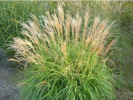 Ozdobnice čínská 'Pagels' - Miscanthus sinensis 'Pagels'  Miscanthus sinensis 'Pagels'