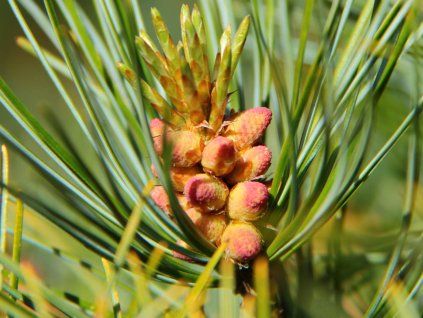 Borovice zakrslá 'Glauca'  Pinus pumila 'Glauca'