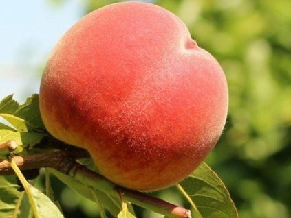 Broskvoň 'Incrocio Pieri'  Prunus persica 'Incrocio Pieri'
