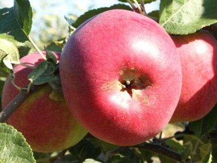Jabloň 'Eva'  Malus domestica 'Eva'