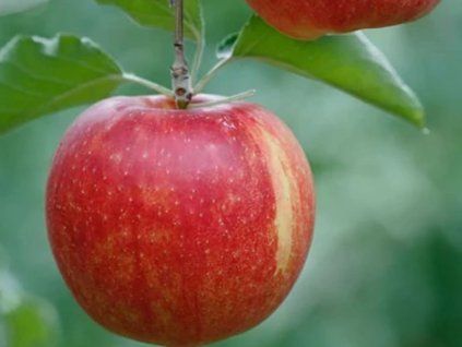 Jabloň 'Krásné z Kentu'  Malus domestica 'Krásné z Kentu'