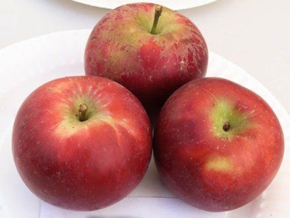 Jabloň 'Římské krásné'  Malus domestica 'Římské krásné'