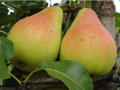 Hrušeň 'Guyotova'  Pyrus communis 'Guyotova'