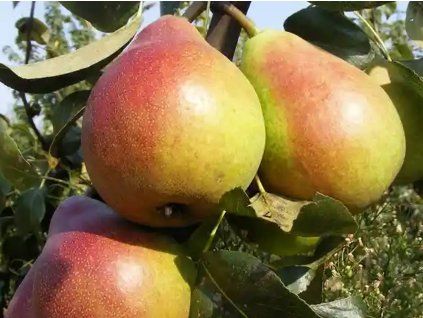 Hrušeň 'Kráska'  Pyrus communis 'Kráska'