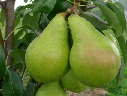 Hrušeň 'Krásná Helena'  Pyrus communis 'Krásná Helena'