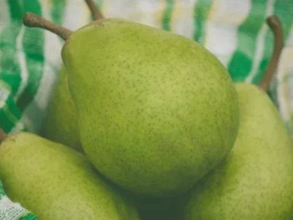 Hrušeň 'Zelená Magdaléna'  Pyrus communis 'Zelená Magdaléna'