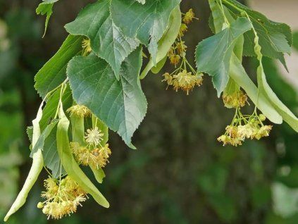 Lípa žlutavá 'Glenleven'  Tilia × flavescens 'Glenleven'