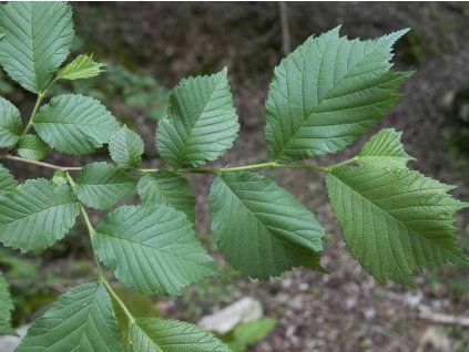 Jilm drsný  Ulmus glabra