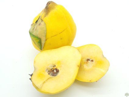 Kdouloň obecná 'Vranja'  Cydonia oblonga 'Vranja'