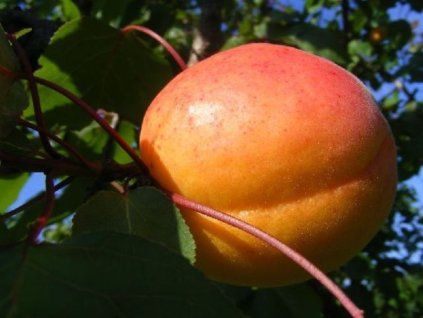 Meruňka 'Ceglédská nachová'  Prunus armeniaca 'Ceglédská nachová'