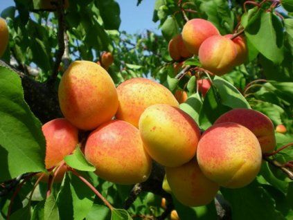 Meruňka 'Sadová obří'  Prunus armeniaca 'Sadová obří'