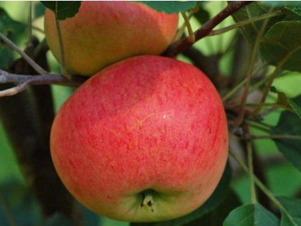 Jabloň 'Discovery'  Malus domestica 'Discovery'