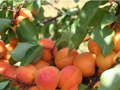 Meruňka 'Rakovského'  Prunus armeniaca 'Rakovského'