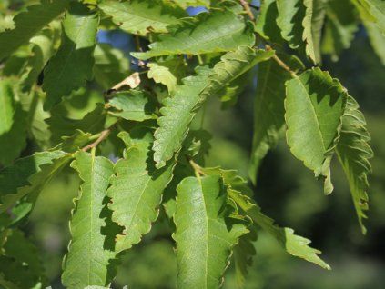 Zelkova habrolistá  Zelkova carpinifolia