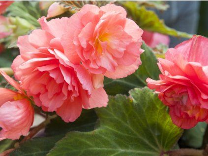 Begonie 'Pendula Pink'  Begonia 'Pendula Pink'