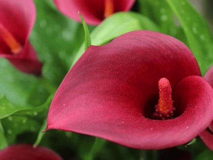 Kala 'Royal Valentine'  Calla 'Royal Valentine'