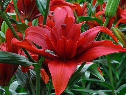 Lilie 'Bald Eagle'  Lilium 'Bald Eagle'