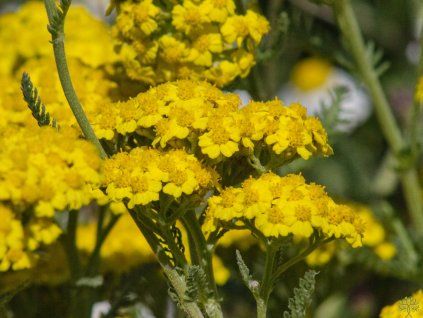 Achillea clypeolata 'Little Moonshine'