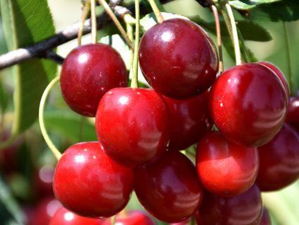 Třešeň 'Sándor'  Prunus avium 'Sándor'