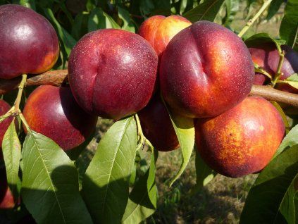 Nektarinka 'Apolka'  Prunus persica 'Apolka'
