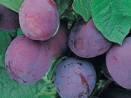 Švestka 'Laroda'  Prunus domestica 'Laroda'