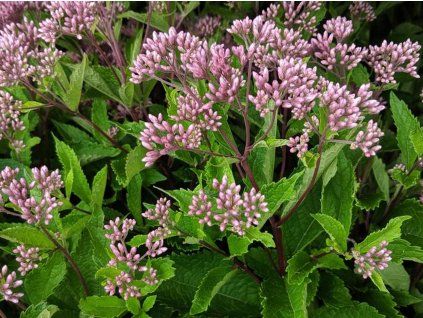 Sadec 'Baby Joe' - Eupatorium dubium 'Baby Joe'  Eupatorium dubium 'Baby Joe'