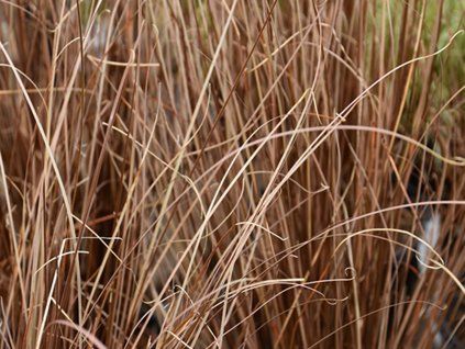 Ostřice Buchananova 'Red Rooster' - Carex buchananii 'Red Rooster'  Carex buchananii 'Red Rooster'