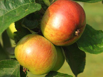 Jabloň 'Notarisappel'  Malus domestica 'Notarisappel'