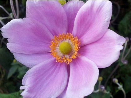 Sasanka hupejská 'Lorelei' - Anemone hupehensis 'Lorelei'  Anemone hupehensis 'Lorelei'
