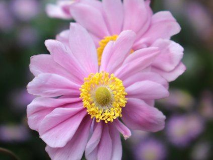 Sasanka japonská 'Serenade' - Anemone japonica 'Serenade'  Anemone japonica 'Serenade'
