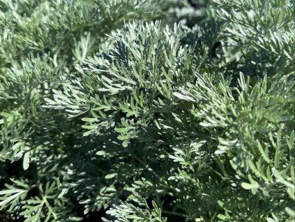 Pelyněk stromovitý 'Powis Castle' - Artemisia arborescens 'Powis Castle'  Artemisia arborescens 'Powis Castle'