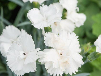 Hvozdík karafiát 'Silver Stars Arctic Star' - Dianthus caryophyllus 'Silver Stars Arctic Star'  Dianthus caryophyllus 'Silver Stars Arctic Star'