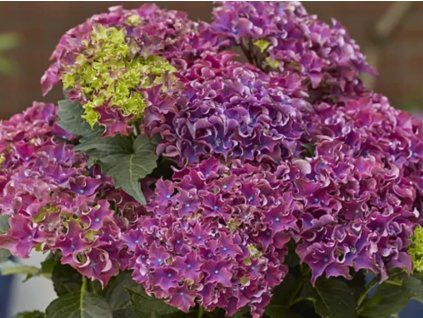 purple