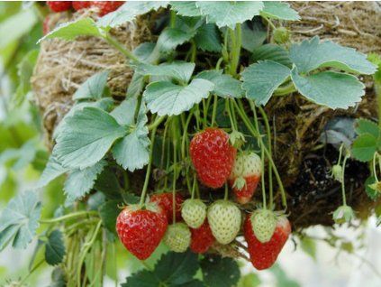 Jahodník 'Kaskada' - stáleplodící  Fragaria ananassa 'Kaskada'