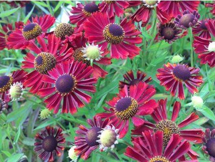 Záplevák x hybr. 'Siesta' - Helenium x  hybr. 'Siesta'  Helenium x hybr. 'Siesta'