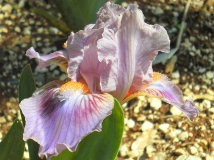 Kosatec nízký 'Circus Clown' - Iris barbata nana 'Circus Clown'  Iris barbata nana 'Circus Clown'