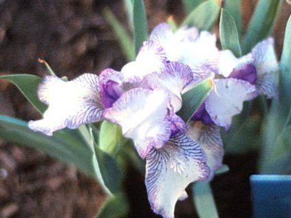 Kosatec nízký 'Peppermint Twist' - Iris barbata nana 'Peppermint Twist'  Iris barbata nana 'Peppermint Twist'