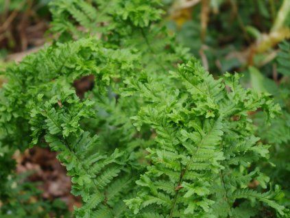 Kapraď rezavá 'Cristata' - Dryopteris affinis 'Cristata'  Dryopteris affinis 'Cristata'