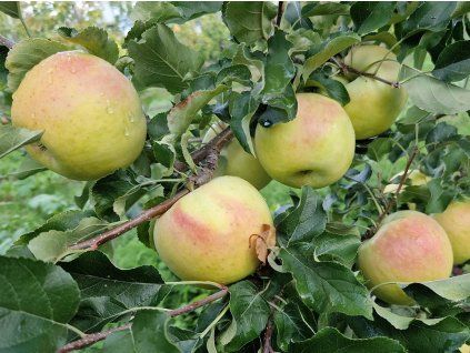 Jabloň 'Lyra'  Malus domestica 'Lyra'