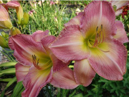 Denivka 'Honorata' - Hemerocallis 'Honorata'  Hemerocallis 'Honorata'