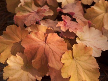 Dlužicha 'Mega Caramel' - Heuchera 'Mega Caramel'  Heuchera 'Mega Caramel'