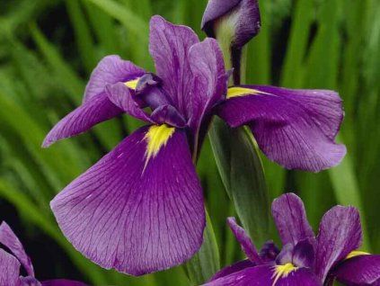 Kosatec Kaempferův 'Royal Banner' - Iris kaempferii 'Royal Banner'  Iris kaempferii 'Royal Banner'