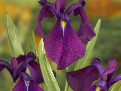 Kosatec Kaempferův 'Variegata' - Iris kaempferii 'Variegata'  Iris kaempferii 'Variegata'