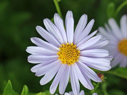 Kalimeris (japonská astra) 'Blue Star' - Kalimeris incisa 'Blue Star'  Kalimeris incisa 'Blue Star'